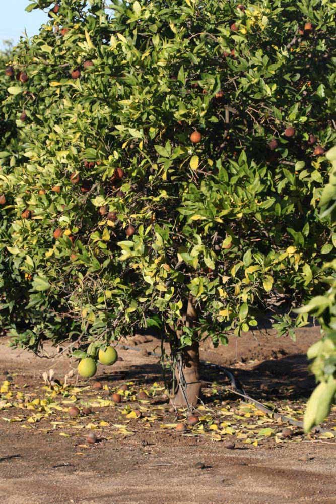            Habit (Riverside, CA)   